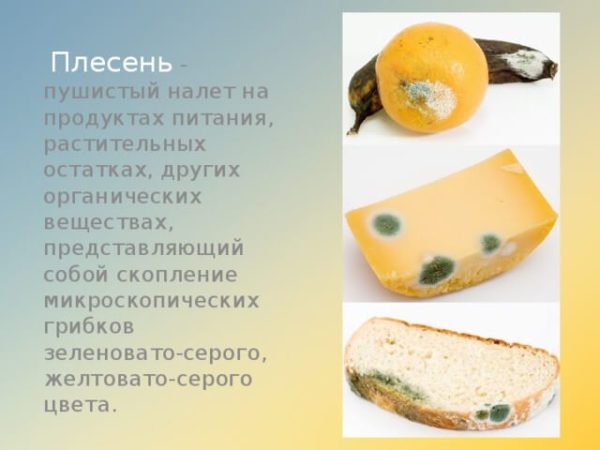 Можно ли есть продукты с плесенью?